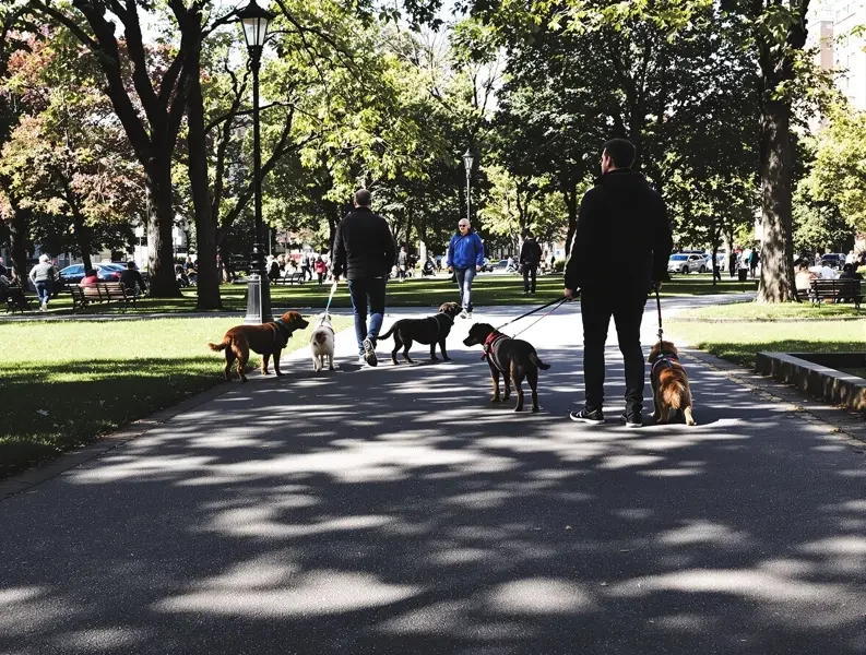 某城市出台养犬新规，禁养犬种名单增至46种